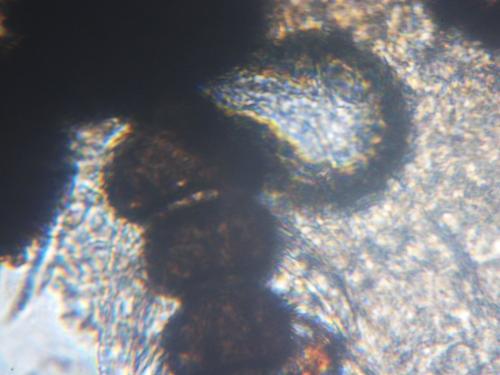 Atrichopogon sp.